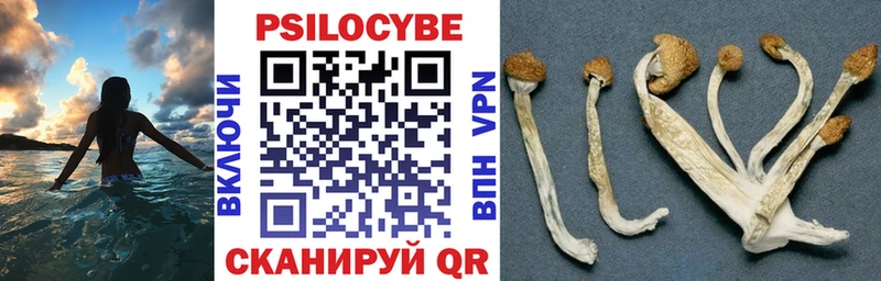 Псилоцибиновые грибы мицелий  как найти закладки  Новодвинск 